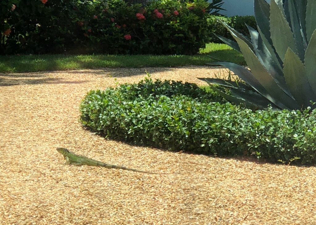 Do you have an iguana that is intimidating your friends and family form visiting?  Contact us today