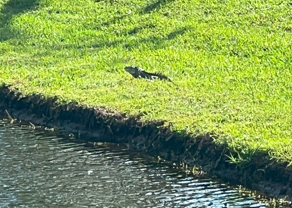 Contact us to remove that giant iguana living by your pond.