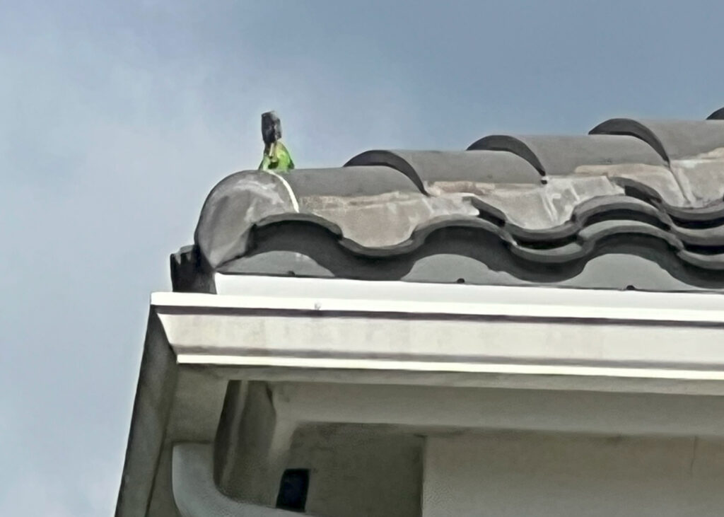 Contact us to get rid of that iguana that is using your roof as a sun bathing patio