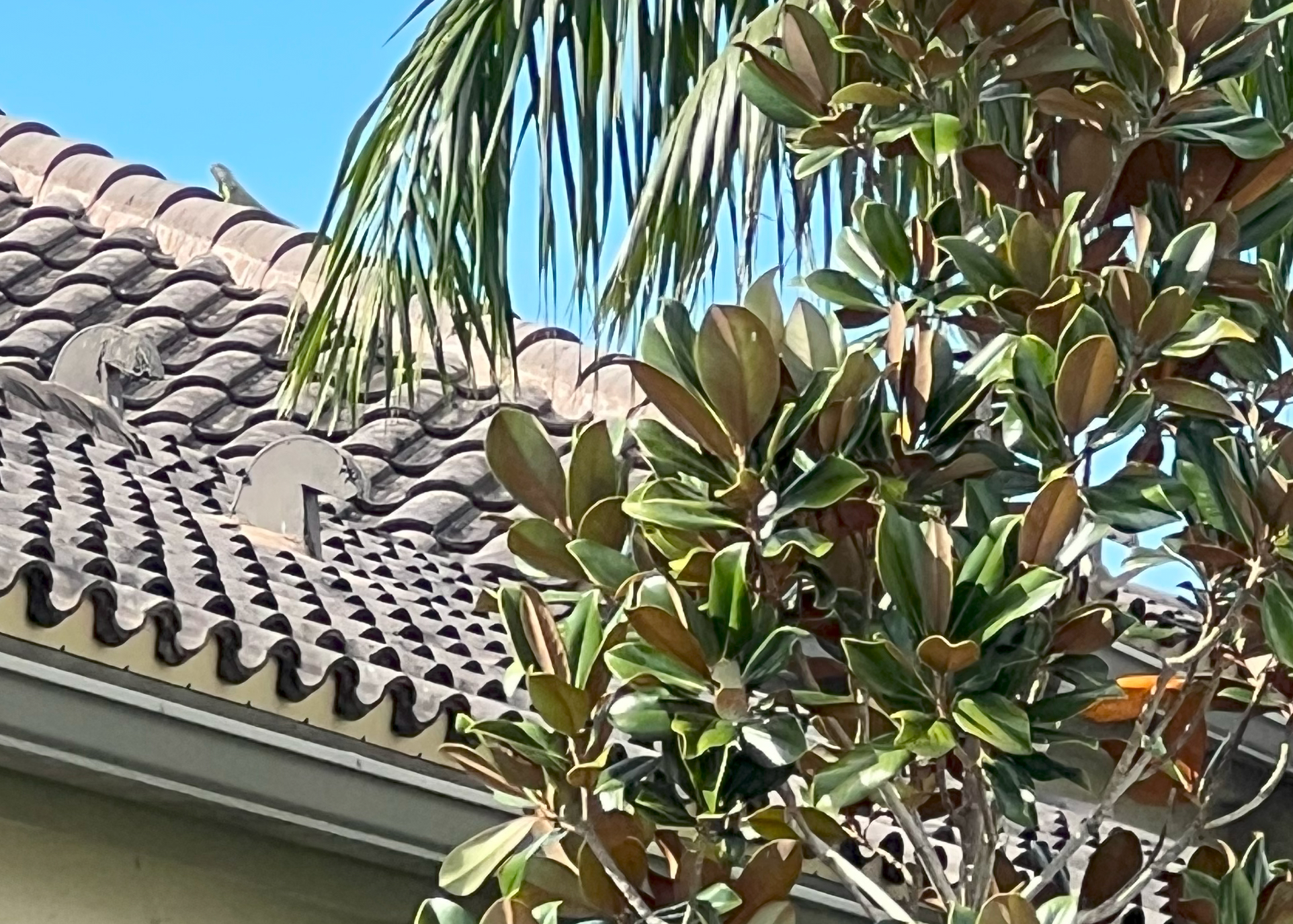 Additional Services: Trimming and removal of vegetation growing close to a house in south Florida acts as a ladder for Iguanas to gain access to the roof