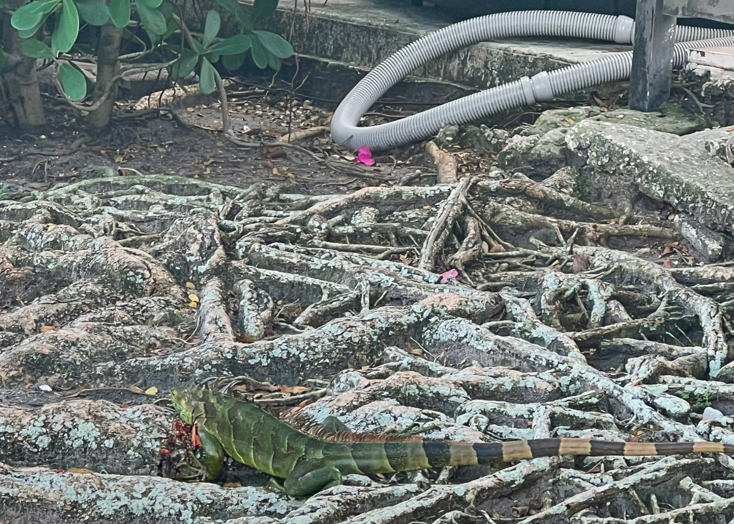 Additional Services: Treating Nests and Burrows. Iguana making its way back to its burrow underneath a sidewalk in Palm Beach County Florida