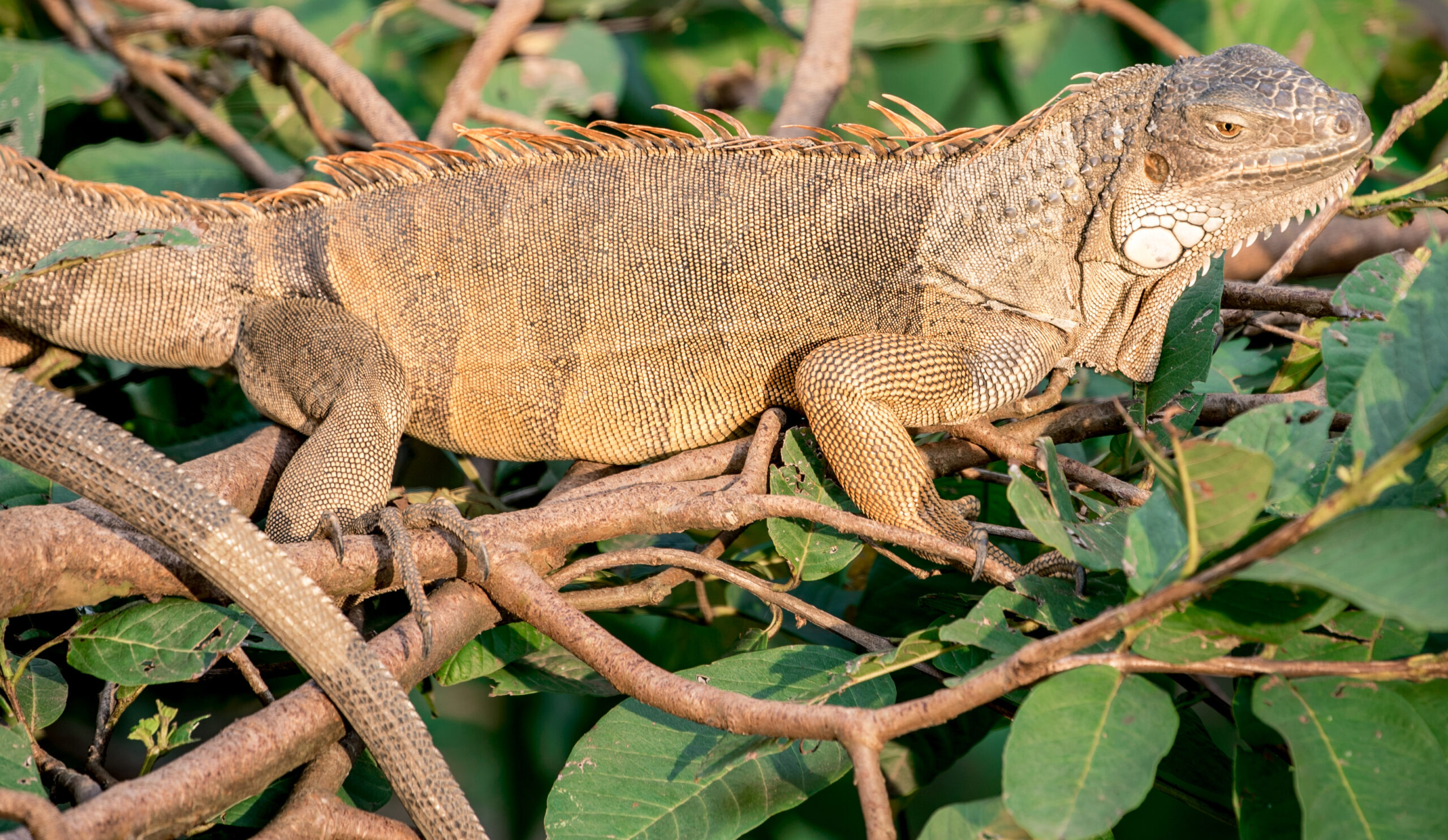 Adult Iguana in Florida tree