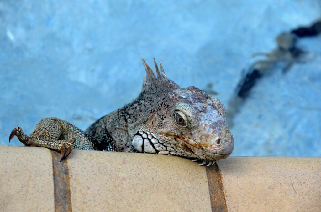 an adult green iguana in a backyard pool