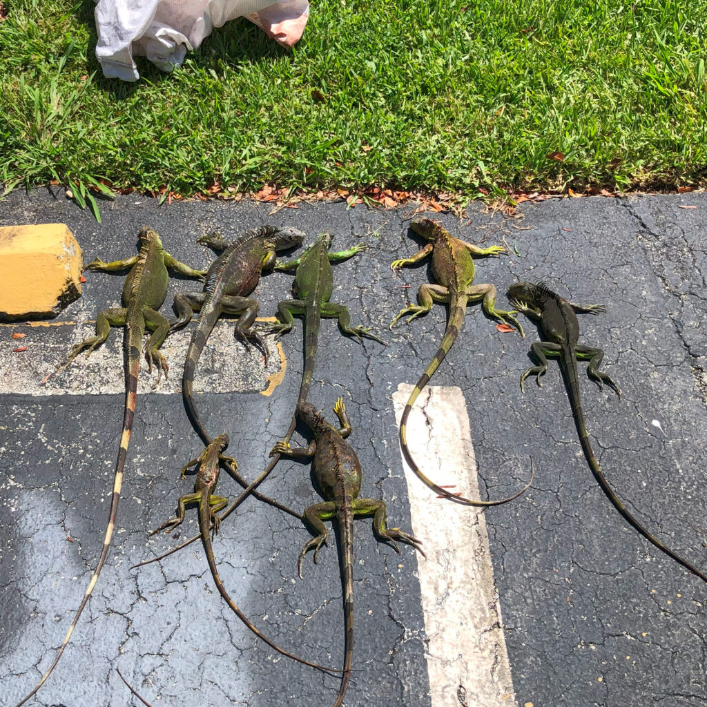 These Iguanas were safely dispatched during a routine property inspection.  This photograph is an example of what is provided to the property owner.