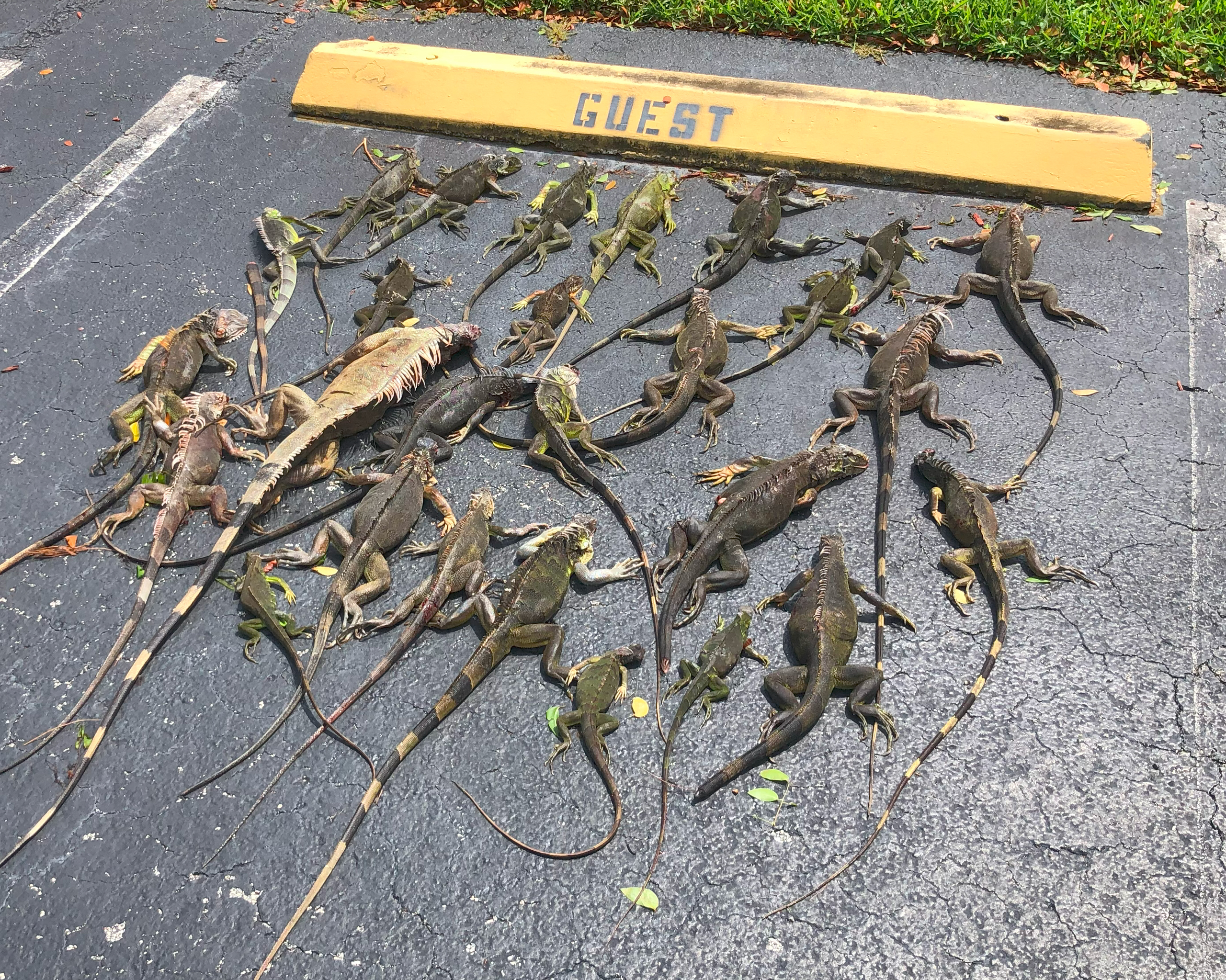 Additional Services: Repeater Traps. A Large catch of iguanas on a single condominium property in south Florida